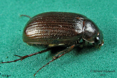 Scarab Beetle sp1 1 m15