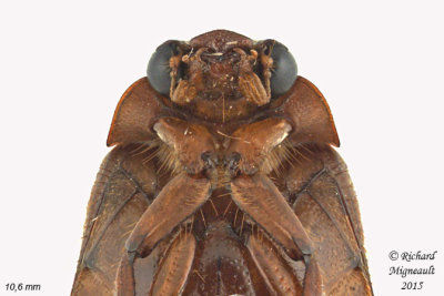 Scarab Beetle sp1 2 m15
