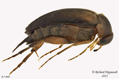 Tumbling Flower Beetle - Mordellistenini sp1 m15 