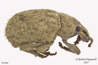 Weevil beetle - Romualdius scaber 1 m15
