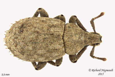 Weevil beetle - Romualdius scaber 2 m15 