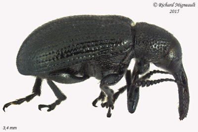Weevil beetle - Temnocerus cyanellus m15 1