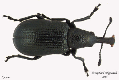 Weevil beetle - Temnocerus cyanellus m15 2