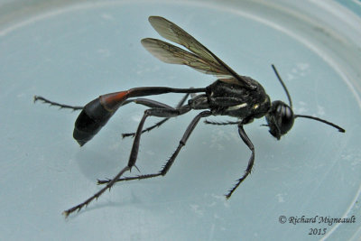 Thread-waisted Wasps - Ammophila nigricans 1 m15 