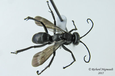 Spider Wasp - Anoplius sp3 1 m15