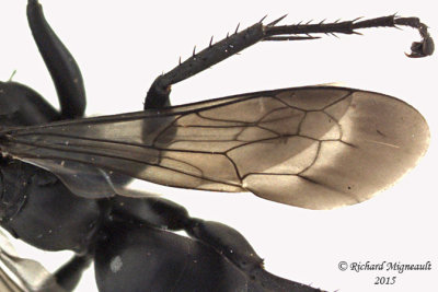 Spider Wasp - Anoplius sp3 2 m15 