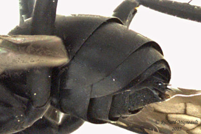 Spider Wasp - Anoplius sp3 3 m15