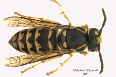 Dolichovespula arenaria - Yellowjacket Wasp 1 m15 