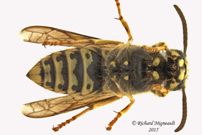 Dolichovespula arenaria - Yellowjacket Wasp 2 m15 