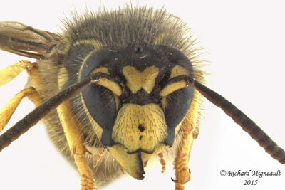 Dolichovespula arenaria - Yellowjacket Wasp 3 m15