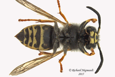 Vespula vidua  - Yellowjacket Wasp 1 m15 