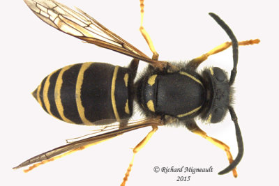Vespula vidua  - Yellowjacket Wasp 2 m15 