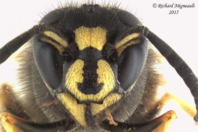 Vespula vidua  - Yellowjacket Wasp 3 m15 