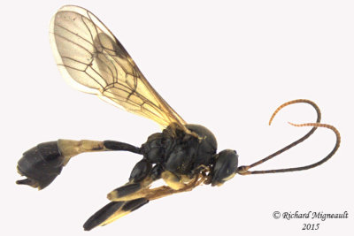 Ichneumonid Wasp - Ctenopelmatinae sp9 1 m15 