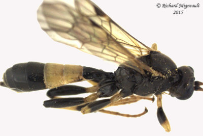 Ichneumonid Wasp - Ctenopelmatinae sp9 2 m15 