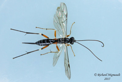 Ichneumon Wasp - Tribe Phytodietini - Phytodietus sp m15 