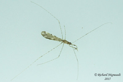 Damsel bug - Empicoris vagabundus  1 m15