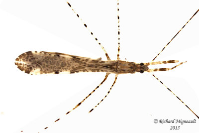 Damsel bug - Empicoris vagabundus  2 m15 