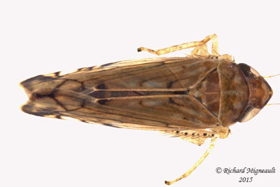 Leafhopper - Scaphoideus sp1 1 m15 