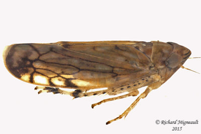 Leafhopper - Scaphoideus sp1 2 m15 