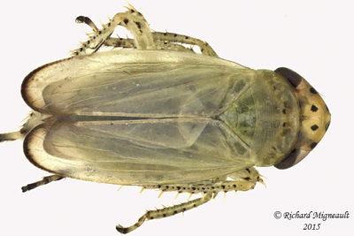 Leafhopper - Graphocraerus ventralis sp4 m15 