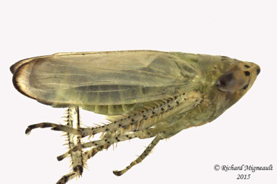 Leafhopper - Graphocraerus ventralis sp4 m15 