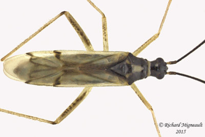 Plant bug - Tupiocoris sp m15 