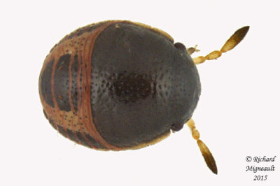 Bug nymph 4 m15 