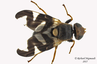 Fruit Fly - Urophora cardui m15