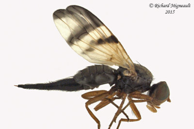 Fruit Fly - Urophora sp1 1 Female m15