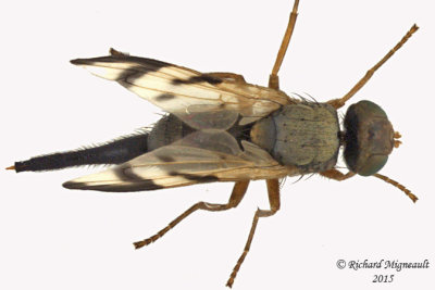 Fruit Fly - Urophora sp1 2 Female m15