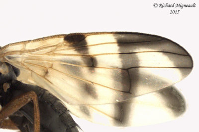 Fruit Fly - Urophora sp1 3 Female m15