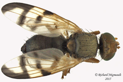 Fruit Fly - Urophora sp2 1 Male m15