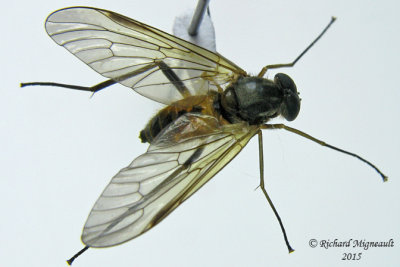 Snipe Fly - Rhagio sp1 1 m15