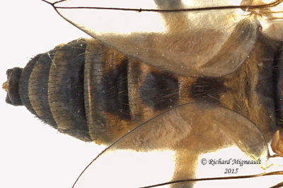 Snipe Fly - Rhagio sp1 2 m15