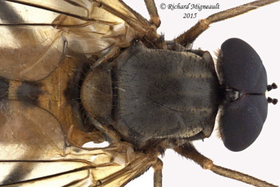 Snipe Fly - Rhagio sp1 3 m15