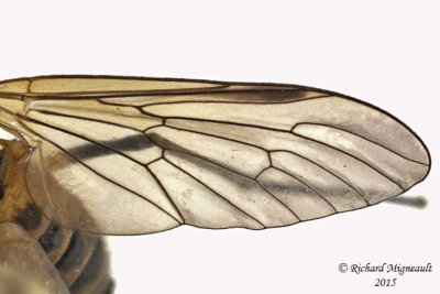 Snipe Fly - Rhagio sp1 4 m15