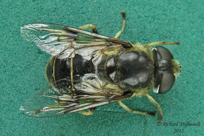 Syrphid fly - Eristalis obscura 1 m15 