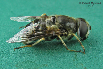 Syrphid fly - Eristalis obscura 2 m15 