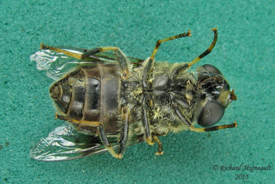 Syrphid fly - Eristalis obscura 3 m15 