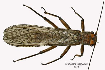 Common Stonefly - Acroneuria abnormis 1 m15
