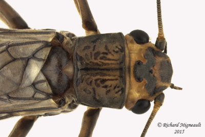 Common Stonefly - Acroneuria abnormis 2 m15 