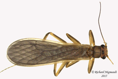 Common Stonefly - Neoperla sp1 1 m15 