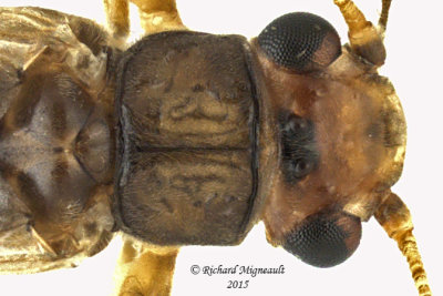 Common Stonefly - Neoperla sp1 2 m15 