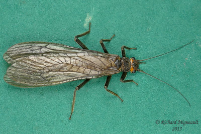Common stonefly 1 m15 