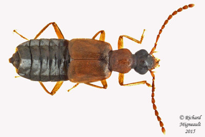 Rove beetle - Deleaster dichrous m15 1