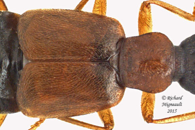 Rove beetle - Deleaster dichrous m15 2