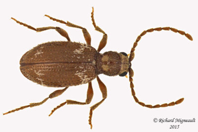 Spider Beetle - Ptinus raptor 1 m14