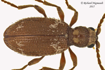 Spider Beetle - Ptinus raptor 2 m14 