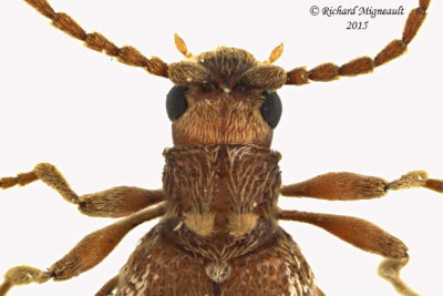 Spider Beetle - Ptinus raptor 4 m14